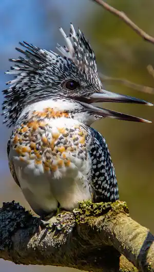 ヤマセミのスマホ待ち受け画面用画像