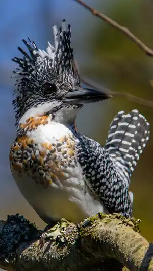 ヤマセミのスマホ待ち受け画面用画像