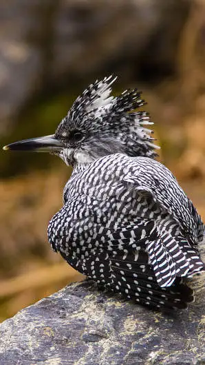 ヤマセミのスマホ待ち受け画面用画像