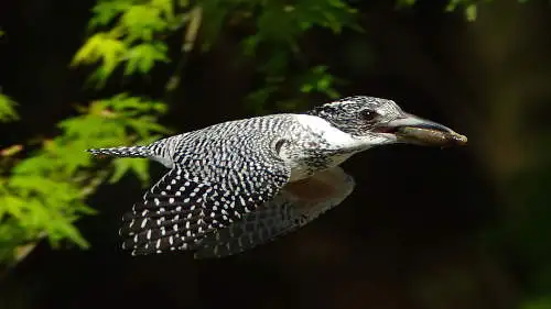 ヤマセミのパソコン壁紙用画像