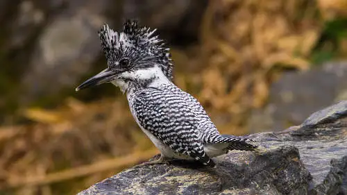 ヤマセミのパソコン壁紙用画像