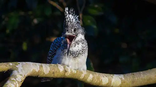 ヤマセミのパソコン壁紙用画像