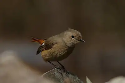 BORGで撮影したジョウビタキの写真画像