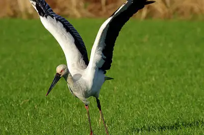 BORGで撮影したコウノトリの写真画像