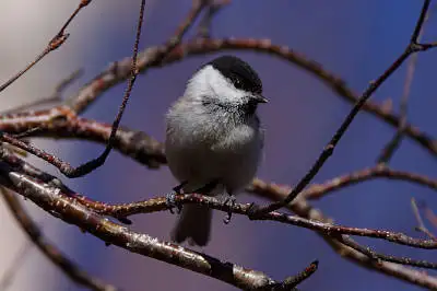 BORGで撮影したコガラの写真画像