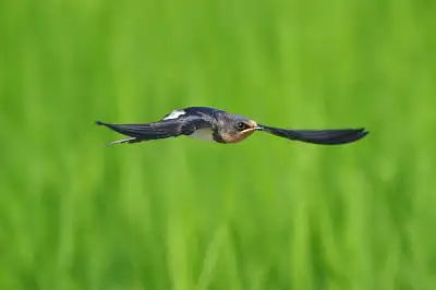 BORGで撮影したツバメ飛翔写真の写真画像