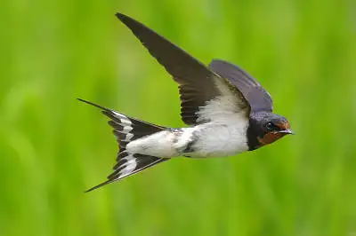 BORGで撮影したツバメ飛翔写真の写真画像