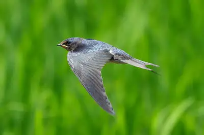 BORGで撮影したツバメ飛翔写真の写真画像