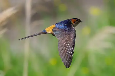 BORGで撮影したツバメ飛翔写真の写真画像