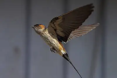 BORGで撮影したツバメ飛翔写真の写真画像