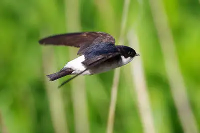 BORGで撮影したツバメ飛翔写真の写真画像