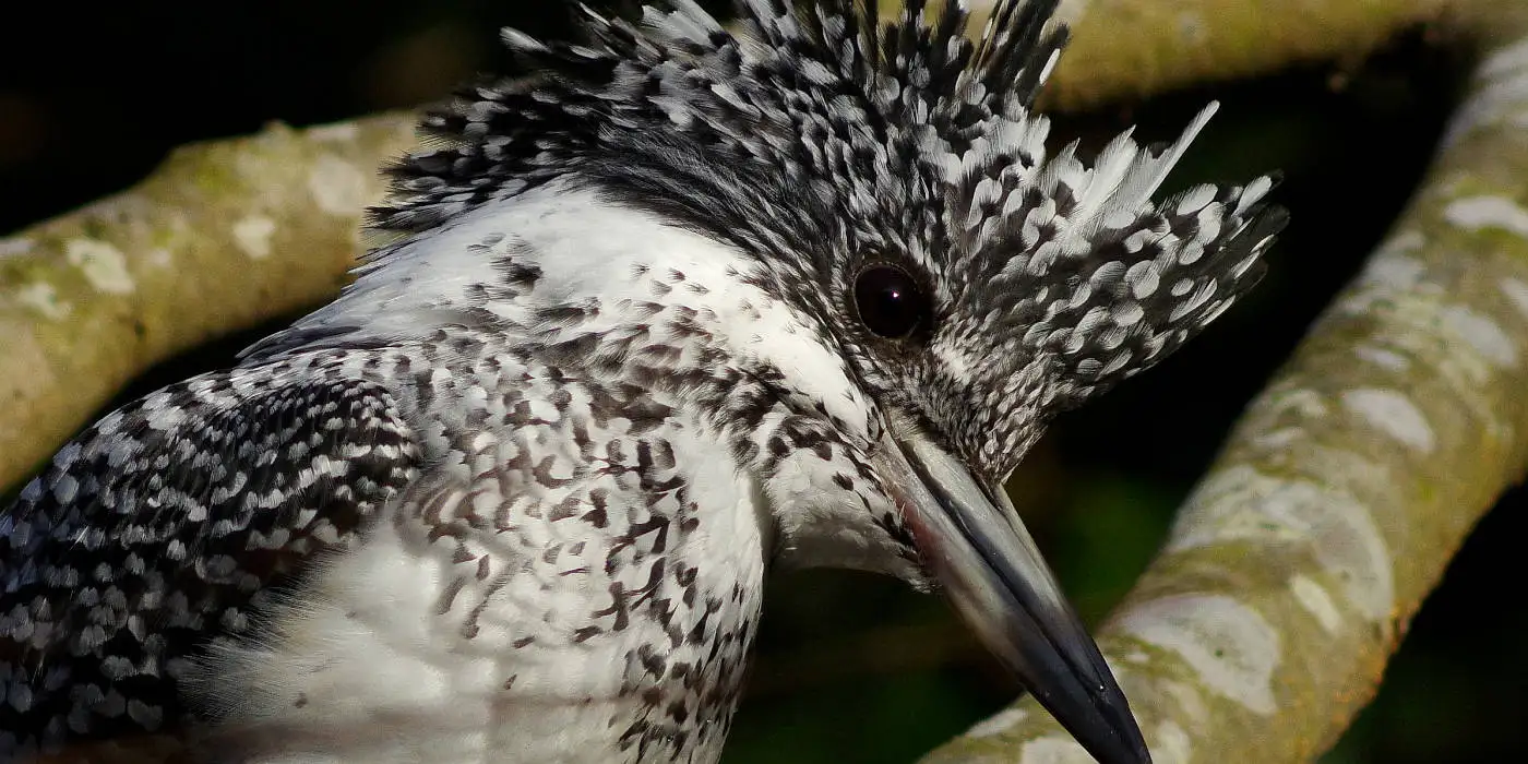 野鳥画像