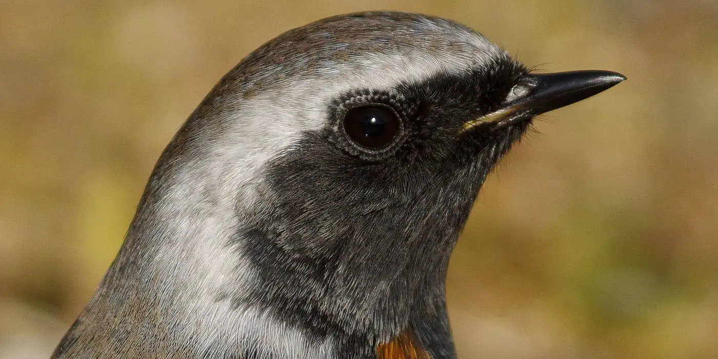 野鳥画像