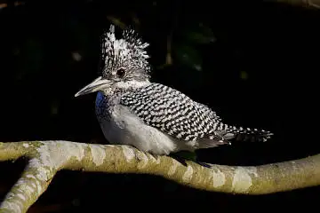 BORG89ED/カワセミなど野鳥の写真。