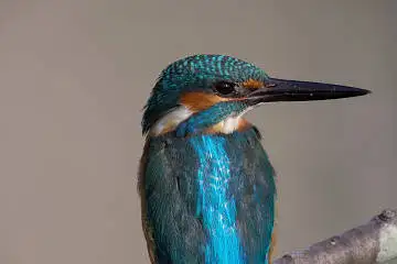 BORG89ED/カワセミなど野鳥の写真。