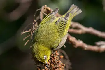 BORG89ED/カワセミなど野鳥の写真。