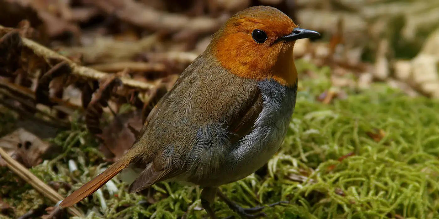 野鳥画像