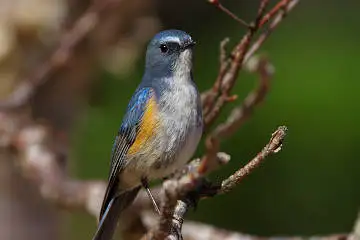 BORG90FL/カワセミなど野鳥の写真。