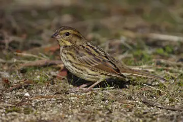 BORG90FL/カワセミなど野鳥の写真。