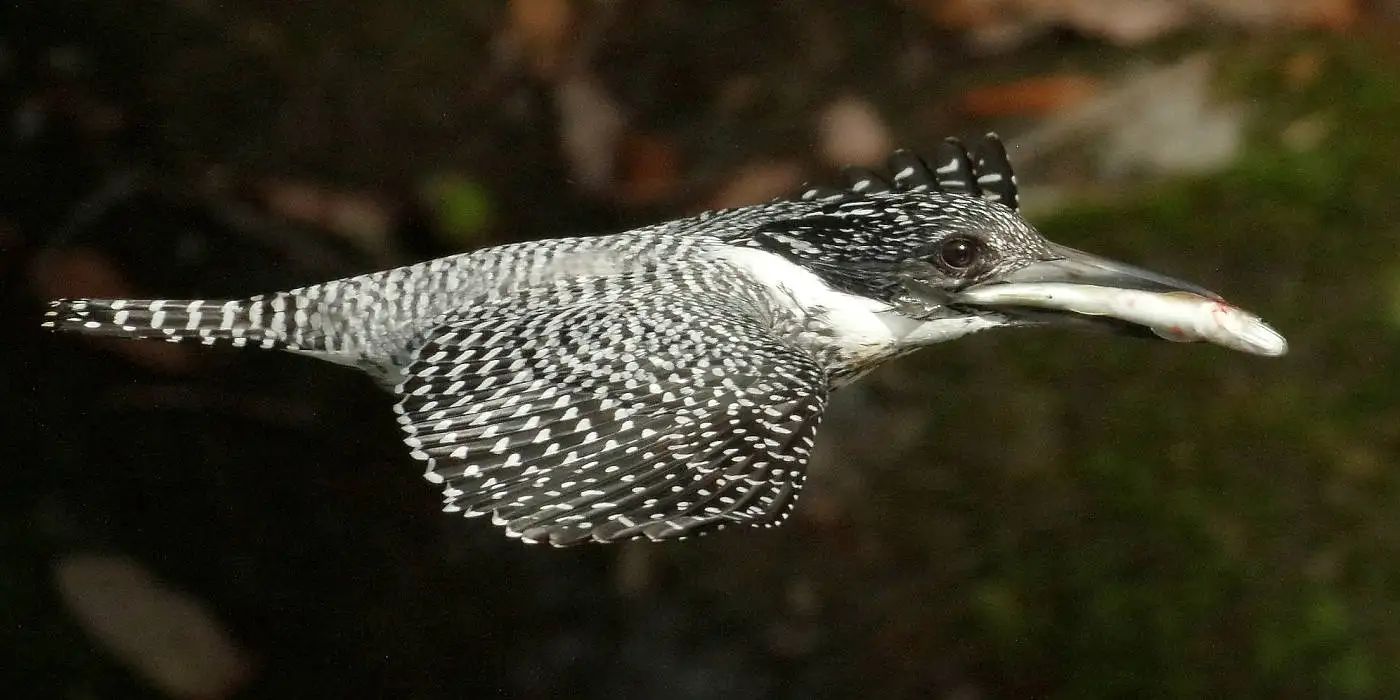 野鳥画像