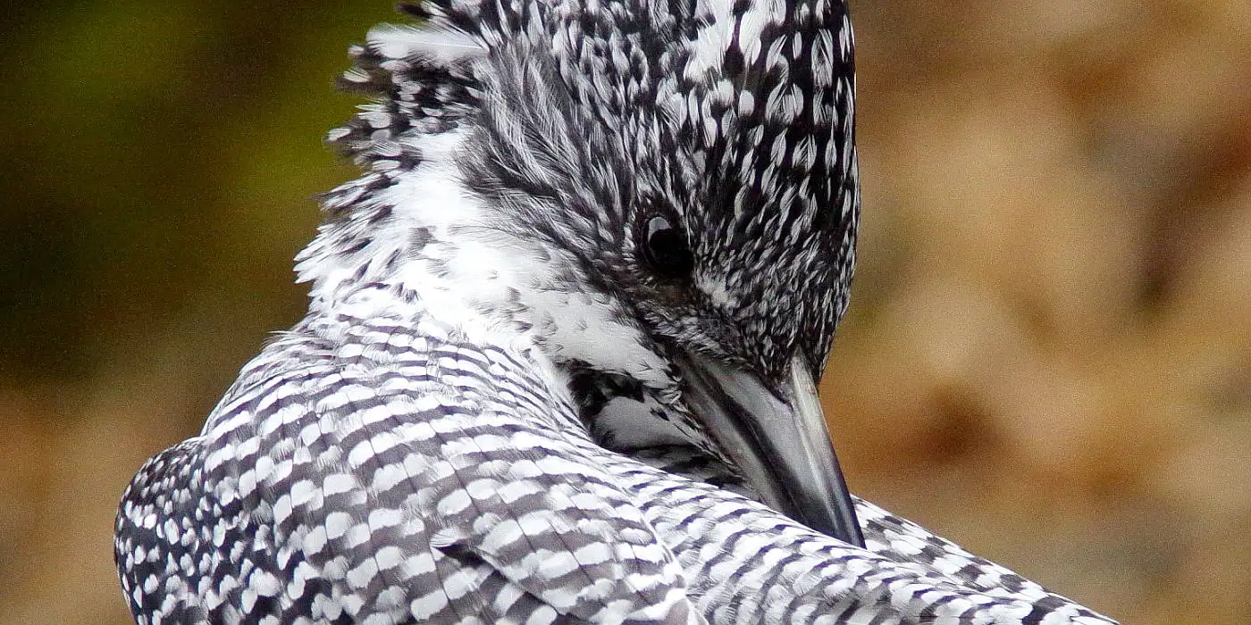 野鳥画像