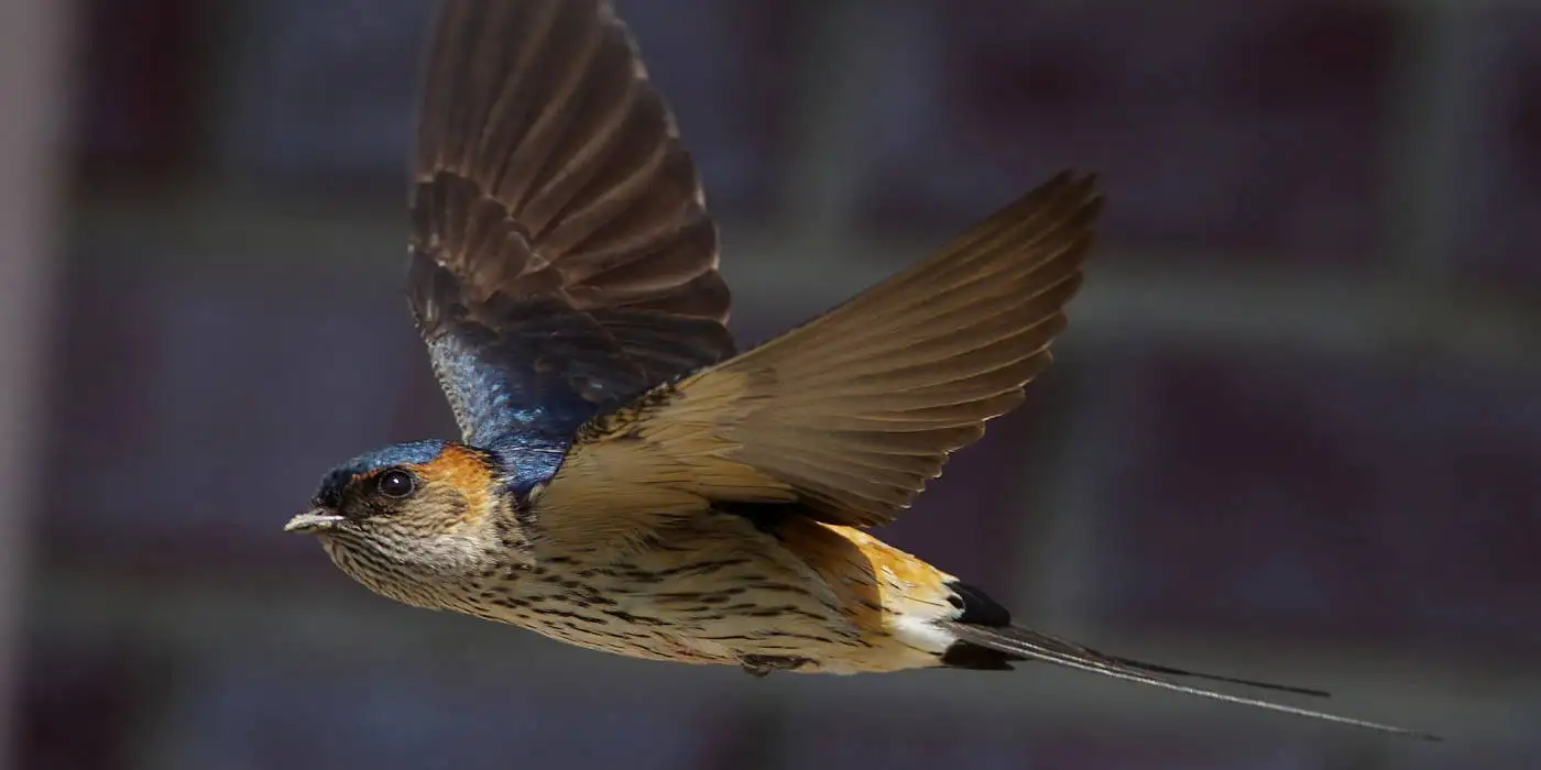 野鳥画像