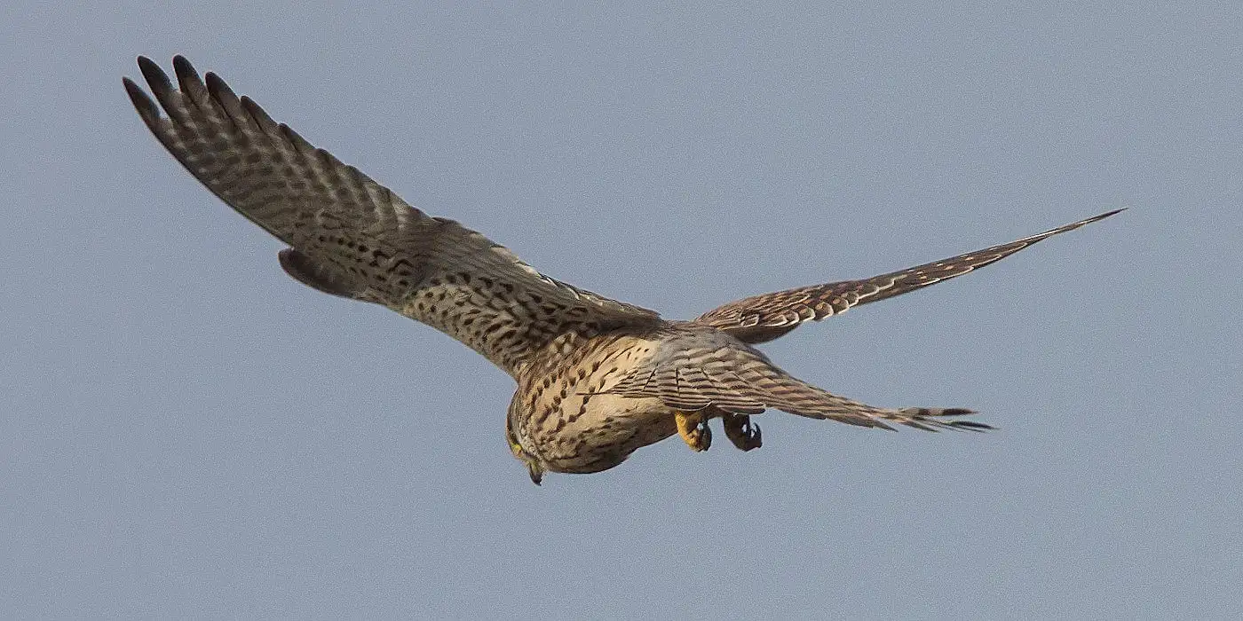 野鳥画像