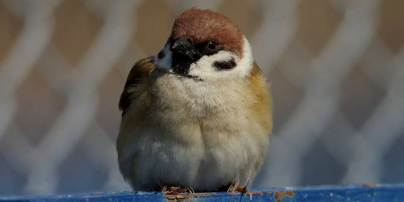 野鳥画像