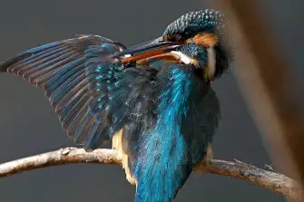 BORG71FLで撮影した野鳥・カワセミの写真画像