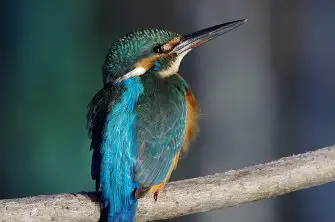 BORG71FLで撮影した野鳥・カワセミの写真画像