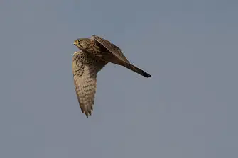 BORG71FLで撮影した野鳥・チョウゲンボウの写真画像