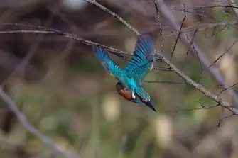 BORG71FLで撮影した野鳥・カワセミの写真画像