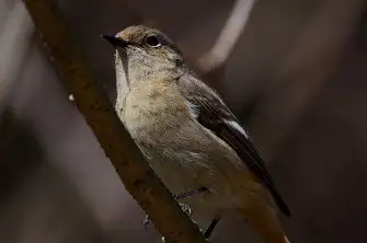 BORG71FLで撮影した野鳥・ジョウビタキの写真画像