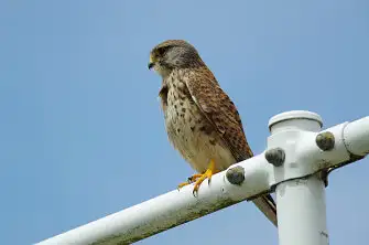 BORG71FLで撮影した野鳥・チョウゲンボウの写真画像