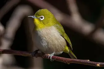 BORG71FLで撮影した野鳥・メジロの写真画像