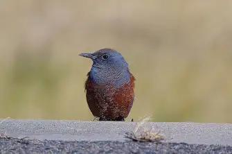 BORG71FLで撮影した野鳥・イソヒヨドリの写真画像