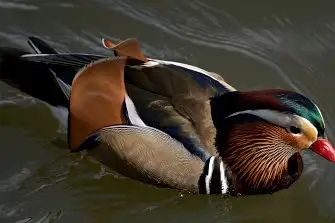 BORG71FLで撮影した野鳥・オシドリの写真画像