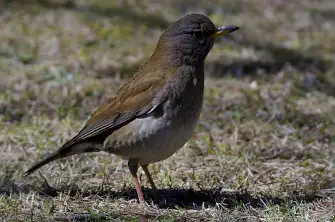 BORG71FLで撮影した野鳥・シロハラの写真画像