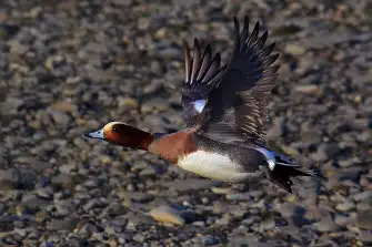 BORG71FLで撮影した野鳥・カモの写真画像