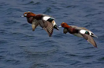 BORG71FLで撮影した野鳥・カモの写真画像