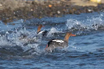 BORG71FLで撮影した野鳥・ウミアイサの写真画像