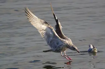 BORG71FLで撮影した野鳥・カモメの写真画像