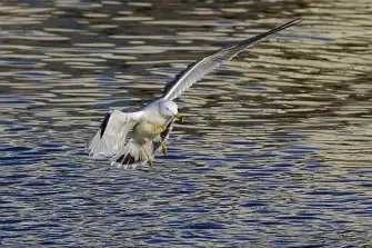 BORG71FLで撮影した野鳥・カモメの写真画像