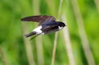 BORG71FLで撮影した野鳥・イワツバメの写真画像