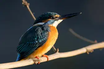 BORG71FLで撮影した野鳥・カワセミの写真画像