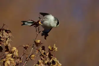 BORG71FLで撮影した野鳥・エナガの写真画像