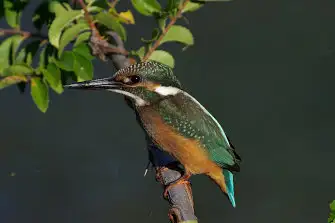 BORG71FLで撮影した野鳥・カワセミの写真画像