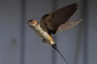 BORG71FLで撮影した野鳥・コシアカツバメの写真画像