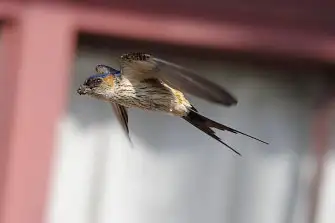 BORG71FLで撮影した野鳥・コシアカツバメの写真画像