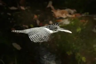 BORG71FLで撮影した野鳥・ヤマセミのトビモノの写真画像